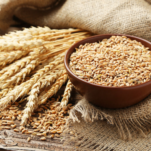 Best Gluten Free Protein Powder